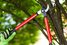 tree pruning