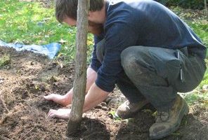 tree planting