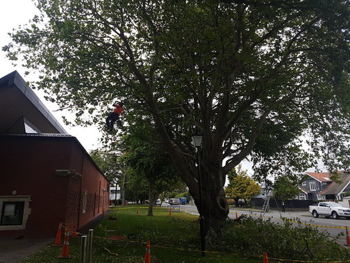 Tree Trimming