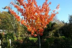 Autumn Gardening